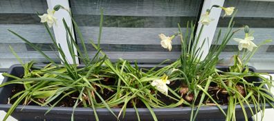 5 x daffodil plants
