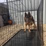 dog crate Image 2