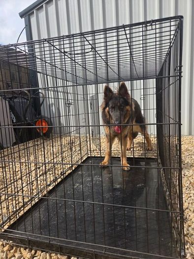 dog crate