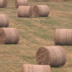 Round Hay bales