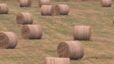 Round Hay bales