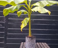 "Musa Basjo " banana tree