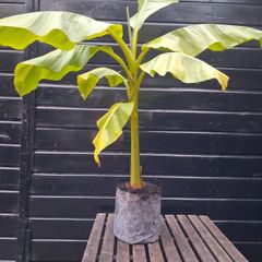 "Musa Basjo " banana tree