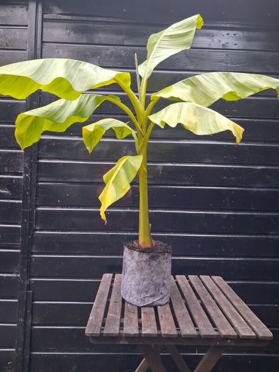 "Musa Basjo " banana tree