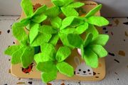 wooden toy sorting carrot game