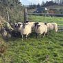 Crossbred hoggets for sale Image 4