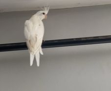 cockatiel