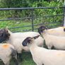 Suffolk X hoggets - 11 Image 7