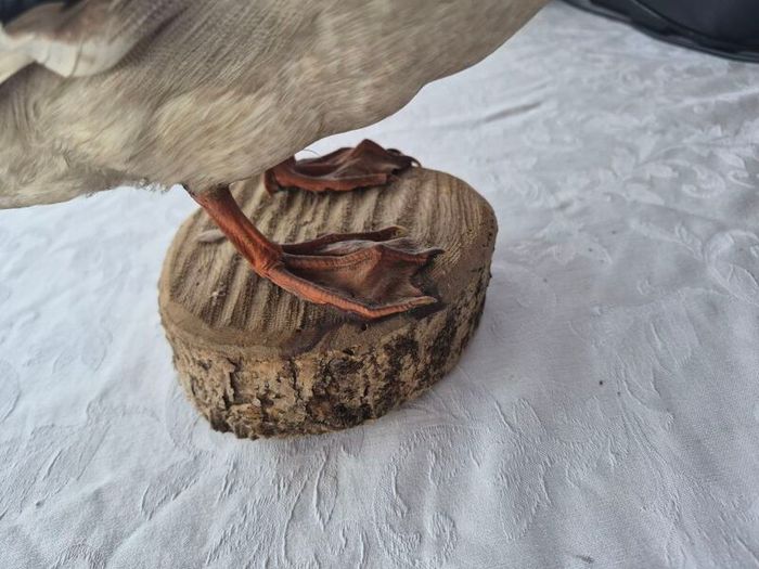 Vintage Taxidermy Mallard Duck