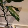 DRACENA - photos edit Image 6