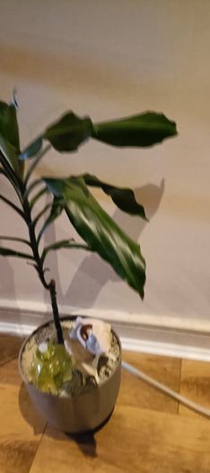 DRACENA - photos edit