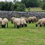 Sheep show and sale Image 10