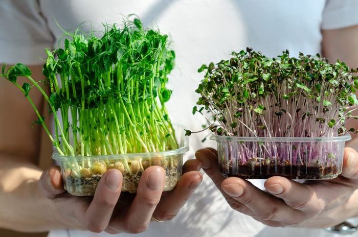 Microgreens Soil Free Growing Kit