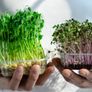 Microgreens Soil Free Growing Kit Image 2