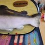 "Syd salmon" Image 4