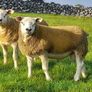 3 SIS PBR Texel Ram Lambs Image 5