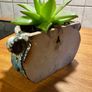 Cute Echeveria plant + pot Image 3