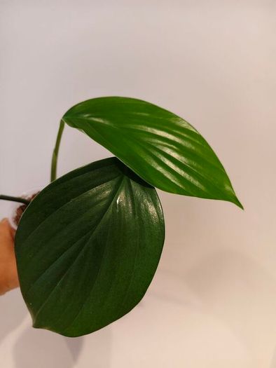 Rhaphidophora Decursiva Dragon tails