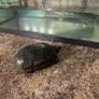 "Elon" Musk turtle Image 3