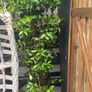 Established 210cm evergreen trachelospermum star fragrant flower jasmine in large rattan planter with trellis Image 9