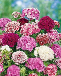 (D) Sweet William Dianthus seeds Double Mixed 1g (184762)