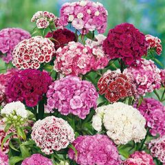 (D) Sweet William Dianthus seeds Double Mixed 1g (184762)