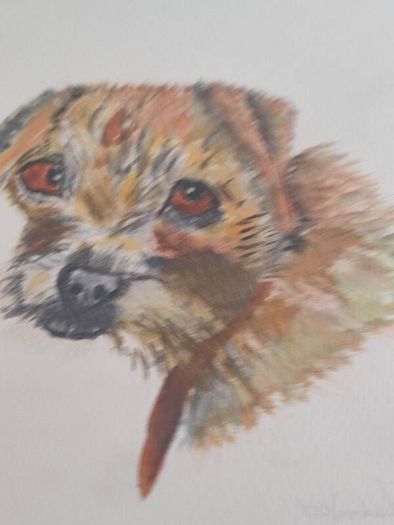 FRAMED A portrait of a curious young Border Terrier  a colored pencil original on pastel mat.