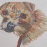 FRAMED A portrait of a curious young Border Terrier  a colored pencil original on pastel mat. Image 6