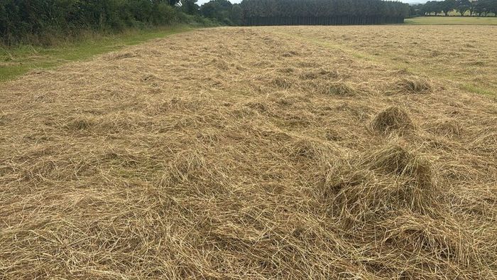 2025 And 2026 Haylage