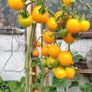 Tomato Plants, 2euro each Image 6