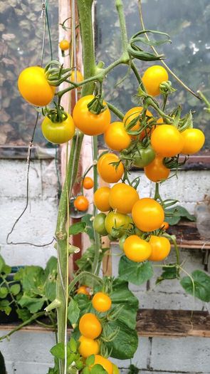 Tomato Plants, 2euro each