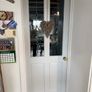 2 internal doors, one with glass one without  (30 per door ) Image 2