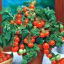 (T) Pot Tomato Bajaja seeds 0.1g (882761) Image 4