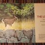 1978. The Little Goat. Judy Dunn Image 3