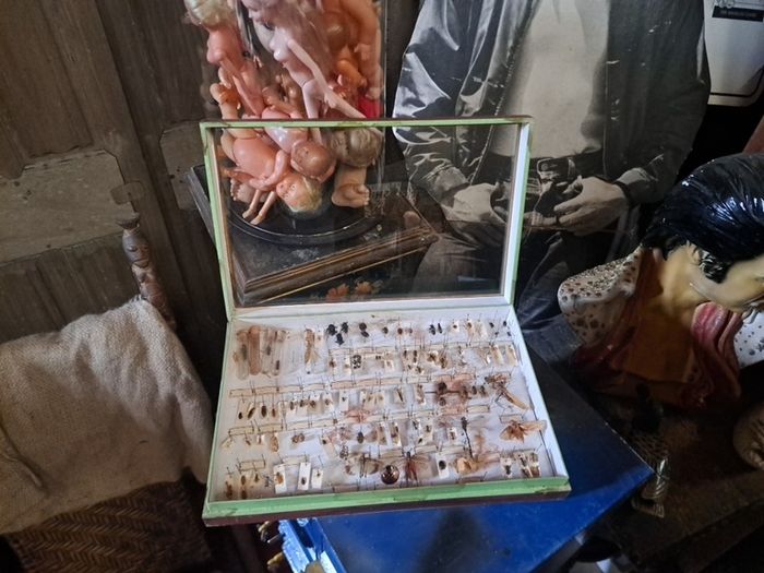 Antique Insects Display