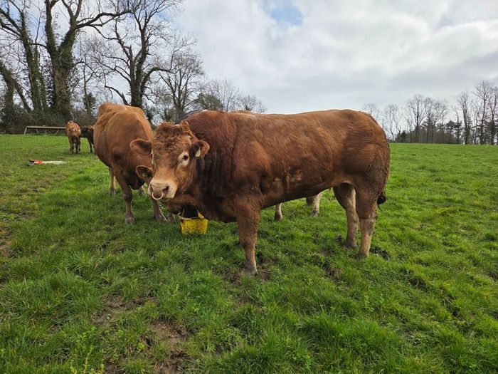 4 Pedigree Limousin Bulls
