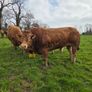 4 Pedigree Limousin Bulls Image 3