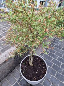 Salix Integra Flamingo small tree