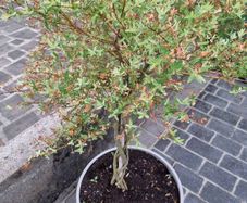 Salix Integra Flamingo small tree