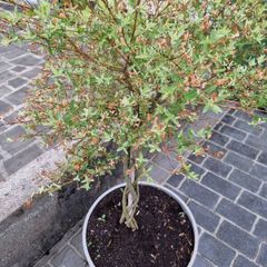 Salix Integra Flamingo small tree