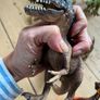 Schleich Dinosaurs Image 6