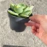 plant Image 2