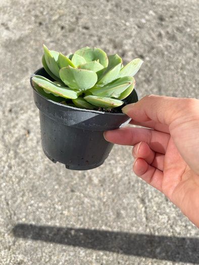 plant