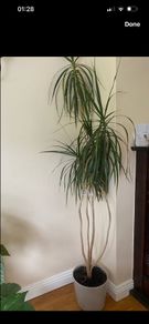plants