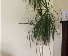 plants