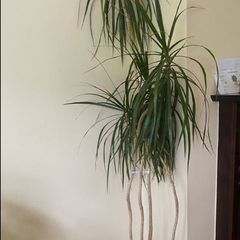 plants