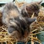 kittens for adoption Image 10