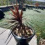 Palm Tree - Red x3 Image 2
