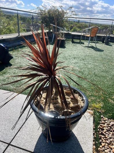 Palm Tree - Red x3