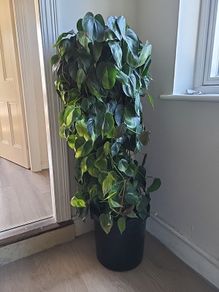 Interior planter